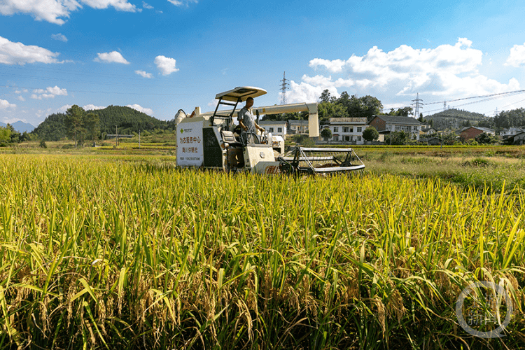 高温下的“夜战”守护，机械化收割确保粮食安全归仓