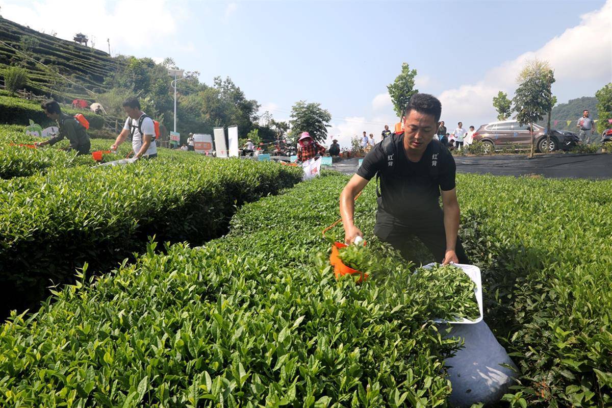 大宗茶机械化采摘，让“废叶”变“金叶”