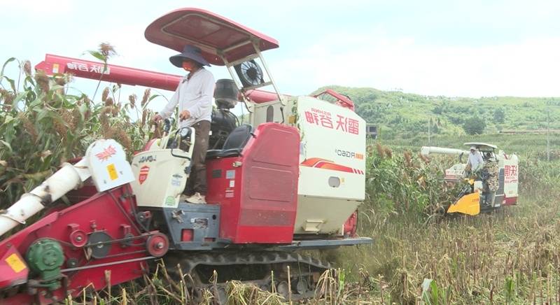 普定： 高粱“丰”景美 机械收割忙